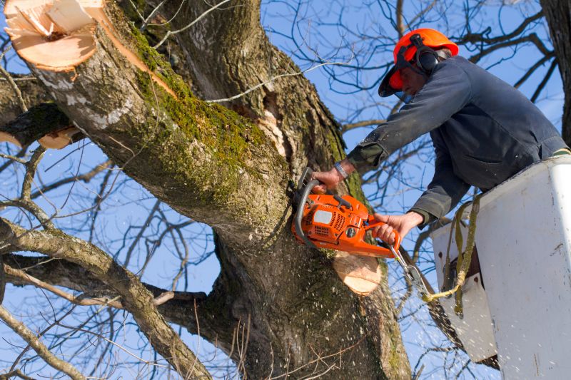 leaf removal