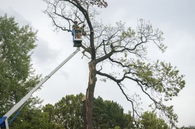 leaf removal
