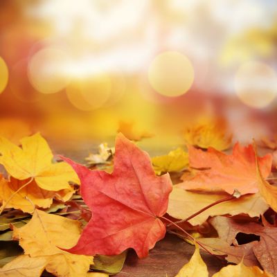 Leaf Removal, Leaf Removal, Montana